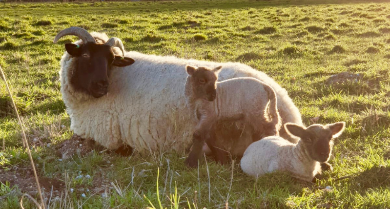 Cholderton Rare Breeds Farm Lambs in Wiltshire